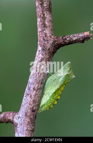 Grüne umgürtete Puppe eines Schwalbenschwanzschmetterlings der Alten Welt (Papilio machaon), Schweiz Stockfoto