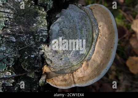 Fomitopsis pinicola, roter Gürtel Conk auf Baumstamm Nahaufnahme selektiver Fokus Stockfoto