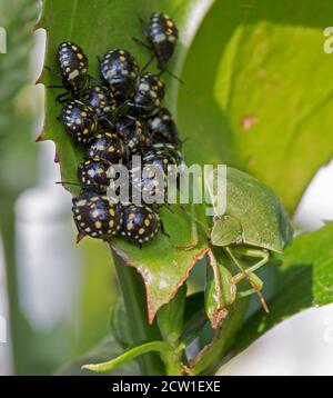 Southern Green Shield Bug Erwachsener (stinkende Bug) Neben einer großen Gruppe von Dritten Instar Nymphen alle Ruhen auf einer grünblättrigen Physostegia-Pflanze Stockfoto