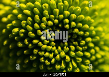 Grüne Chrysanthemen aus der Nähe - oben auf einem verschwommenen Hintergrund. Blumen hellen Herbst Hintergrund. Makrofotografie von Herbstblumen im selektiven Fokus. Stockfoto