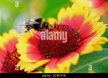 Nahaufnahme von einer Hummel Fütterung auf eine Gelbe und orange Gallardia Blume Stockfoto