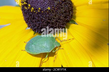 Palomena prasina (gelber grüner Schildbug) - Familie: Pentatomidae, die auf einem gelben Rudbeckia Blütenblatt ruhen Stockfoto