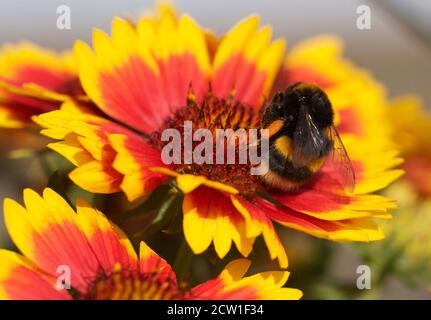Honigbiene mit Pollen am Bein, sammelt Pmore-Bollen aus einer leuchtend gelben und orangen Gallardia-Blume in voller Blüte Stockfoto