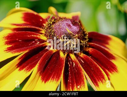 Nahaufnahme einer kleinen Honigbiene, die Pollen einer leuchtend gelben und orangen Gallardia-Blume sammelt. Stockfoto