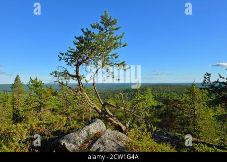 Nördliche Landschaft. Kiefer auf dem Hintergrund der Hügel. Finnisch-Lappland Stockfoto