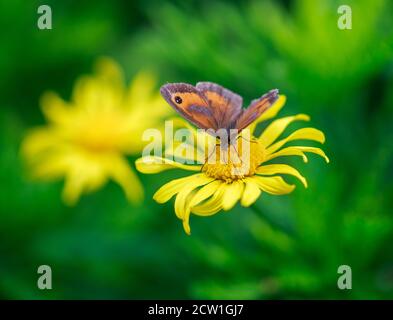 Wiese Brown Schmetterling auf einem gelben Dasiy Blume mit thront Ein natürlicher unscharfer grüner Garten Hintergrund Stockfoto