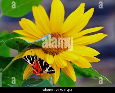 Jersey Tiger Moth (Euplagia quadripunctaria) mit ausgestreckten Flügeln, die hell gefärbten unteren Flügeln zeigen, während sie auf einer leuchtend gelben Sonnenblume ruhen - fo Stockfoto