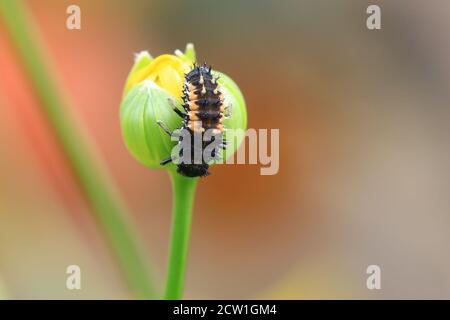 Harlekin Marienkäfer Larven ruhen auf einer kleinen Blüte Knospe gegen Ein natürlicher grüner Hintergrund Stockfoto