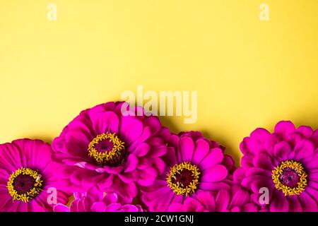 Rand der Sommerblumen lila Zinnien. Platz für Text, flach liegend Stockfoto