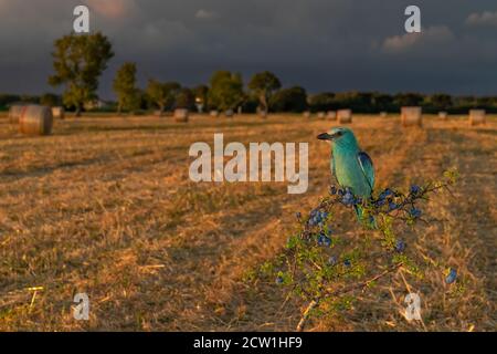 European Roller (Coracias garrulus), erwachsenes Weibchen, das auf einem Blackthorn thront, Kampanien, Italien Stockfoto