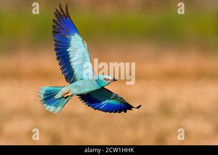 European Roller (Coracias garrulus), Erwachsener im Flug von unten gesehen, Kampanien, Italien Stockfoto