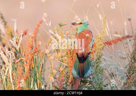 European Roller (Coracias garrulus), erwachsenes Weibchen von hinten gesehen, Kampanien, Italien Stockfoto