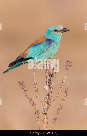 European Roller (Coracias garrulus), Seitenansicht eines Erwachsenen auf einem Asphodelus sp., Kampanien, Italien Stockfoto