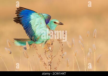 European Roller (Coracias garrulus), Erwachsene weibliche Auswackerung auf einem Asphodelus sp., Kampanien, Italien Stockfoto