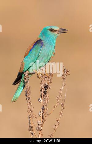 European Roller (Coracias garrulus), Seitenansicht eines Erwachsenen auf einem Asphodelus sp., Kampanien, Italien Stockfoto