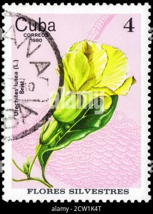 Sankt Petersburg, Russland - 18. September 2020: Briefmarke gedruckt in Kuba das Bild der Gelben Diplomatenie, Urechites lutea, um 1980 Stockfoto