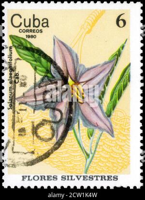 Sankt Petersburg, Russland - 18. September 2020: Briefmarke gedruckt in Kuba das Bild des silberblättrigen Nachtschattens, Solanum elaeagnifolium, um 1980 Stockfoto