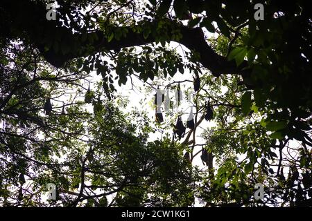 Viele indische fliegende Fuchs (Pteropus giganteus) hängen von Baum in halbLaubwald während der Tagesruhe, Winter. Schädlinge von Obstkulturen, Gegenstand der Jagd Stockfoto