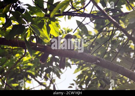 Paarungswechselwirkungen, Paarbindung: Gegenseitige Reinigung des Gefieders (Prägung). Ceylon Rufous Babbler (Turdoides rufescens) - Sri Lanka endemische Arten, Stockfoto