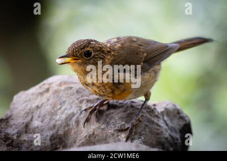 Ein europäisches Rotkehlchen isst. Stockfoto