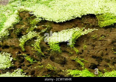 WASSERFALL VON CABRITO Stockfoto