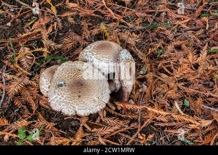 Erröllender Holzpilz, Agaricus silvaticus, wächst unter Nadelbäumen in Norfolk. Stockfoto