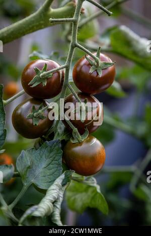 Dunkle Tiger-Tomaten wachsen auf einer Rebe, mit einer geringen Schärfentiefe Stockfoto