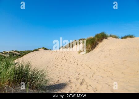 Marrammgras auf Sanddünen mit blauem Himmel über uns, in Formby in Merseyside Stockfoto