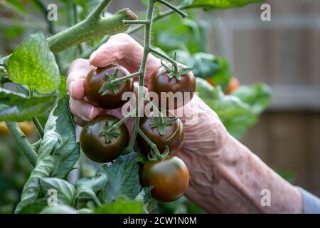 Eine Frau pflückt dunkle Tigertomaten, mit einer geringen Schärfentiefe Stockfoto