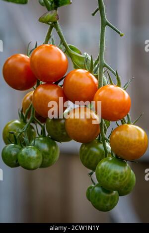 Eine Nahaufnahme von Tomaten, die auf der Weinrebe wachsen Stockfoto