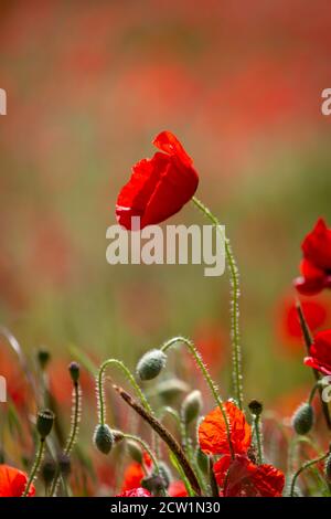 Eine Nahaufnahme eines lebhaften Mohn in der Sommersonne, mit einer geringen Tiefenschärfe Stockfoto