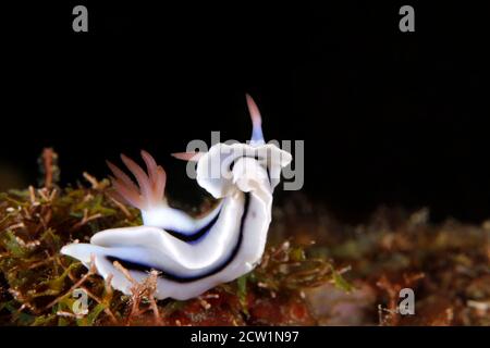 Loch's Magnificent Slug (Chromodoris Lochi). Mommon, West Papua, Indonesien Stockfoto