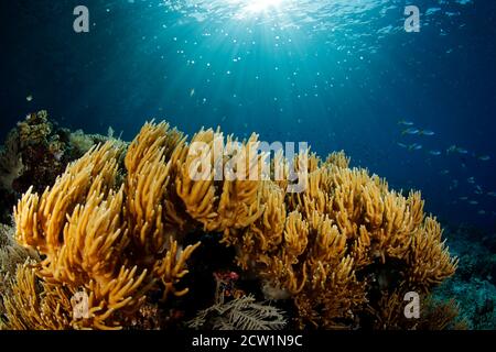 Sunburst über Coral Reef in Misool, Raja Ampat. Westpapua, Indonesien Stockfoto