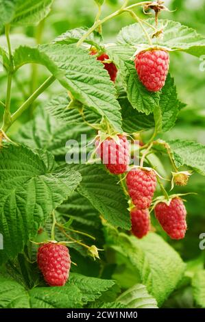 Mehrere Reife rote Himbeeren wachsen auf dem Ast Stockfoto