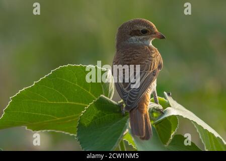 Arabische Würger Nahaufnahmen aus Saudi-Arabien (Rotrückenwürger) Stockfoto