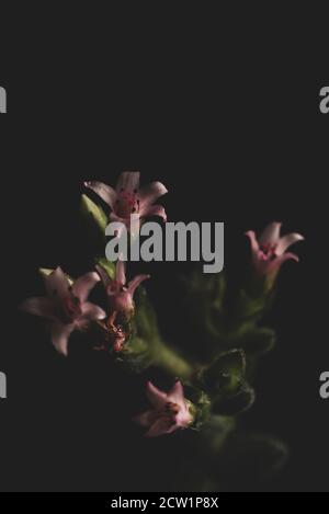 Makro-Nahaufnahme von saftigen rosa Blüten, selektiver Fokus Stockfoto