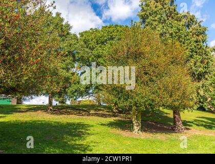 Brinton Park Kidderminster an einem sonnigen, aber windigen Tag. Stockfoto