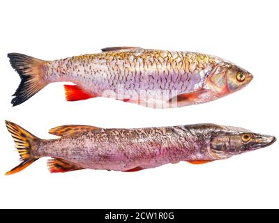 Hecht und Döbel Fisch isoliert auf weißem Hintergrund. Stockfoto