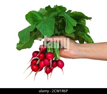 Frau Hand hält ein Bündel Rettich isoliert auf weißem Hintergrund.. Stockfoto