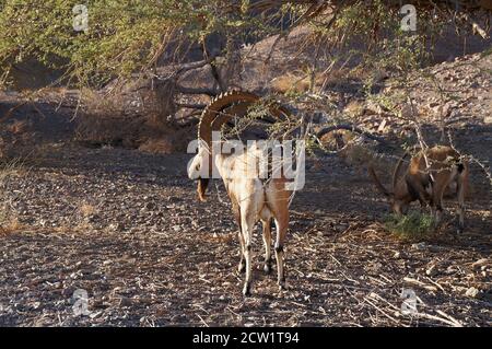 Nubische Steinbock-Wildziegengruppe in der Nähe von Eilat, Süd-Israel Stockfoto