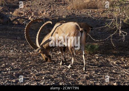 Nubische Steinbock-Wildziegengruppe in der Nähe von Eilat, Süd-Israel Stockfoto