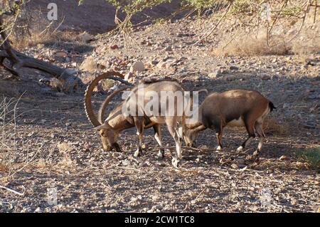 Nubische Steinbock-Wildziegengruppe in der Nähe von Eilat, Süd-Israel Stockfoto