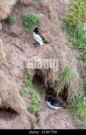 Razorbill, Alca torda, nistet am Klippenrand, Skomer Island, Pembrokeshire, Wales, GB, Großbritannien Stockfoto