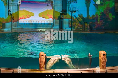 yokohama, japan - juli 19 2020: Meeressäuger-Show des weißen Beluga-Wals im Aqua Museum des Vergnügungsparks von Yokohama Hakkeijima Sea Paradise Stockfoto