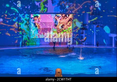 yokohama, japan - juli 19 2020: Meeressäuger-Show der Delfine im Aqua Museum des Vergnügungsparks von Yokohama Hakkeijima Sea Paradise. Stockfoto