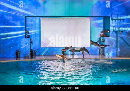 yokohama, japan - juli 19 2020: Meeressäuger-Show der Delfine im Aqua Museum des Vergnügungsparks von Yokohama Hakkeijima Sea Paradise. Stockfoto