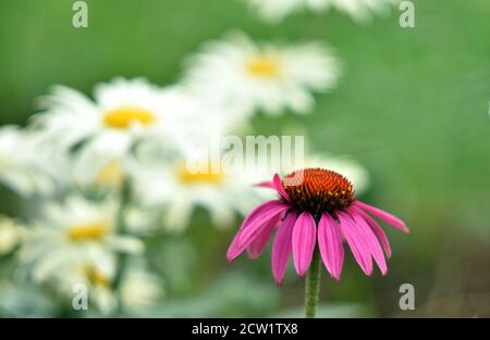 Nahaufnahme einer leuchtenden rosafarbenen Echinacea-Blüte mit verschwommenen weißen Gänseblümchen im Hintergrund, die eine ruhige und farbenfrohe Naturszene schaffen. Stockfoto