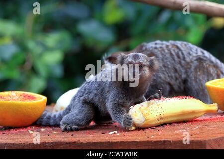 Foto eines Marmoset-Welpen (Callithrix jacchus), der sich in einem Futterhäuschen auf einer Banane ernährt. Im Hintergrund erscheint ein verschwommener Erwachsener Stockfoto