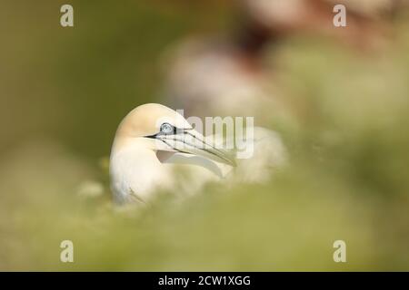 Porträt von Nordkannette auf dem Nest sitzend mit schönen grünen Pflanzen Background, Helgoland, Deutschland. Wildtiere. Sula Bassana Stockfoto