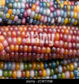 Zea Mays Glas Edelstein Mais auf dem Cob mit bunten Körnern, auf einer Zuteilung in London Großbritannien angebaut. Stockfoto